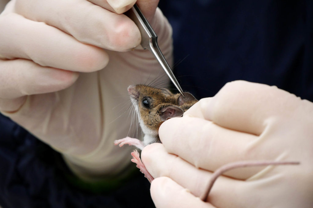 A mouse is checked for ticks by a wildlife health student.