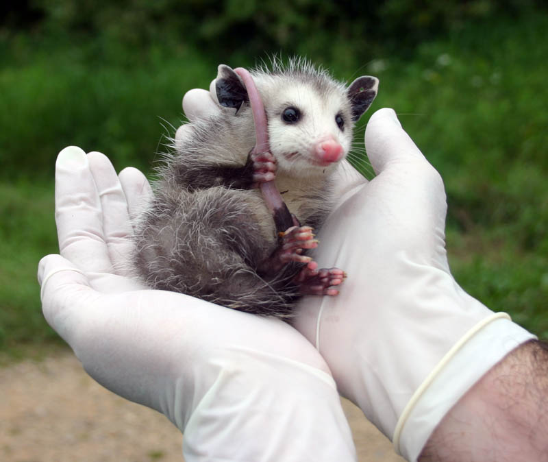 A student holds a young opossum while checking for ticks.