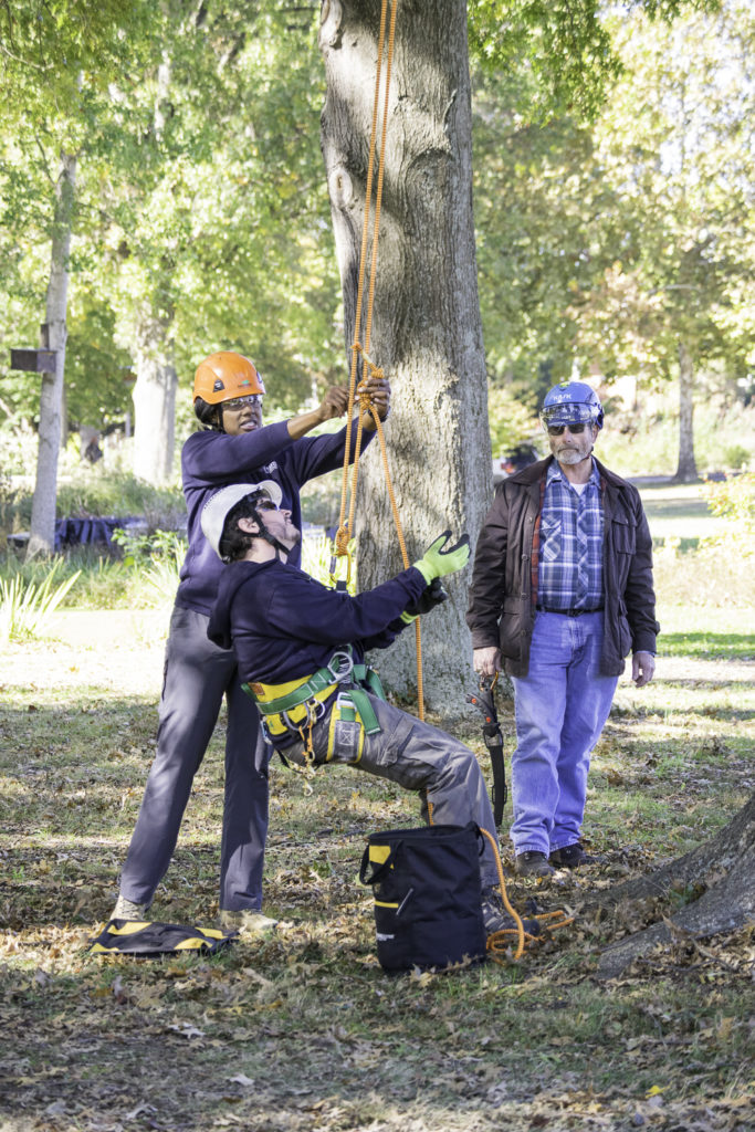 Urban foresters attend to trees within the City of Knoxville.