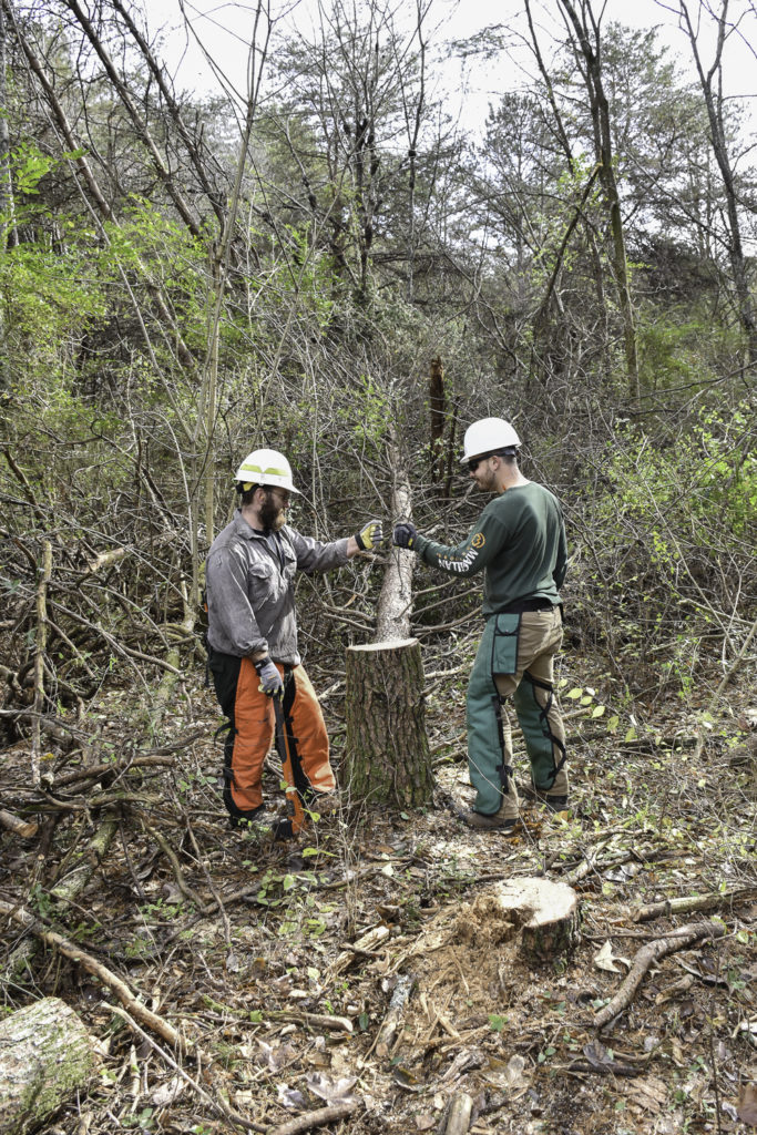 Extension foresters help to manage forest resources.