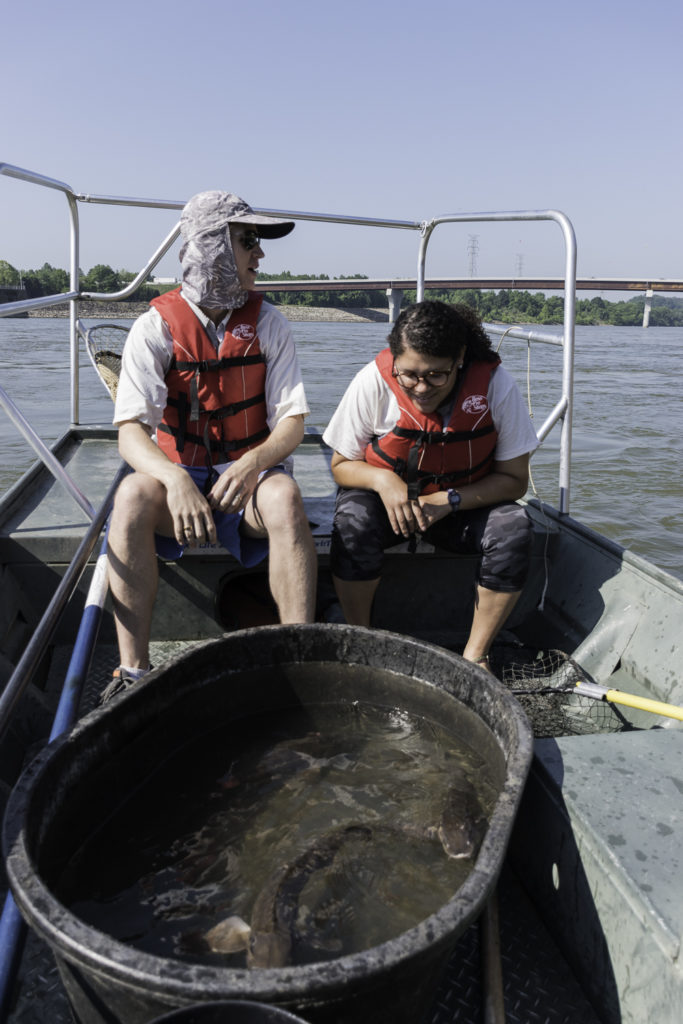 Students on a boat with captured sturgeon fish, from which they will collect data.
