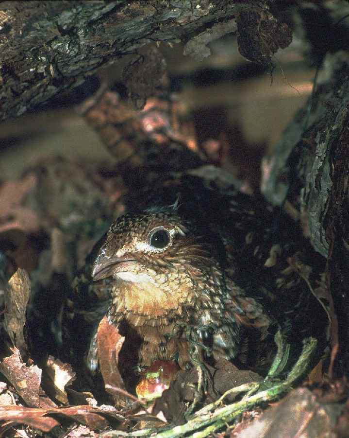 A ruffed grouse sits on a nest in the leaves.