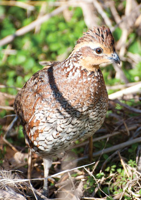 A bobwhite quail sits in the brush.