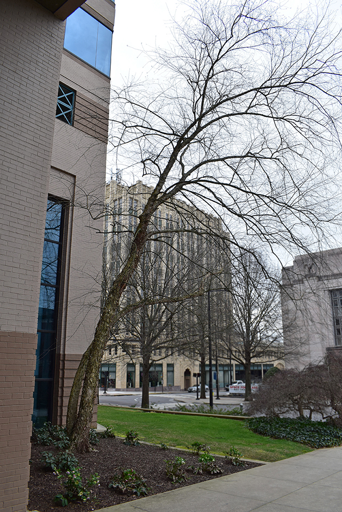 This tree was planted too closely to a building.