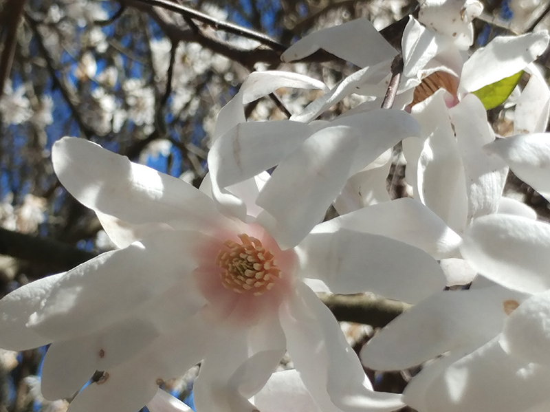 The starry blooms of star magnolias can be seen in March.