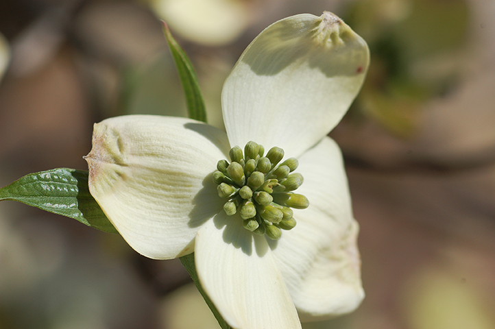 The ubiquitous dogwood offers blooms in early April.