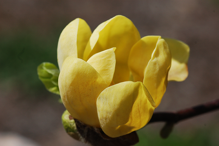 Yellow bird magnolias put on a show of goblet-shaped flowers in April.