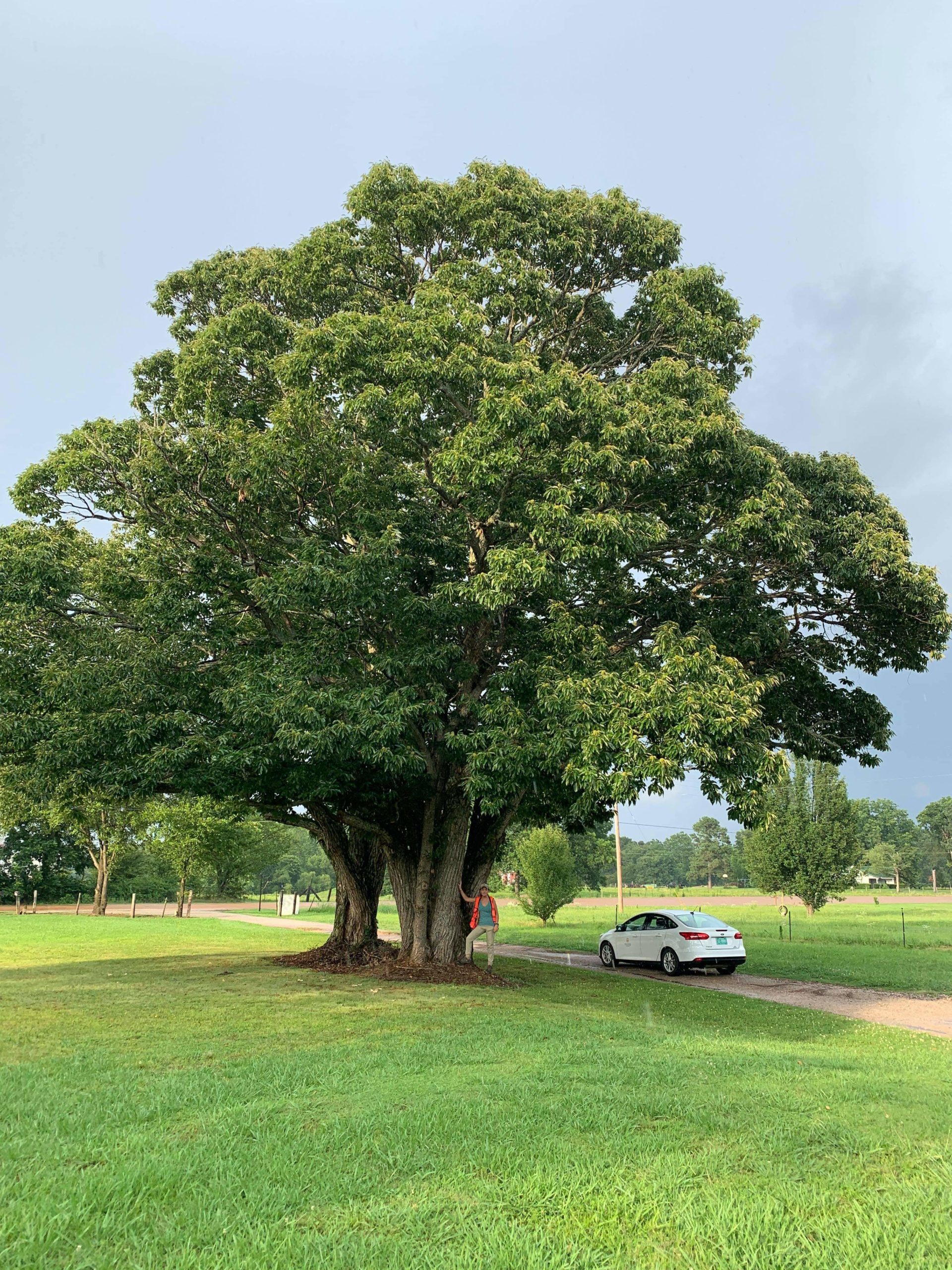 image for Chinese Chestnut