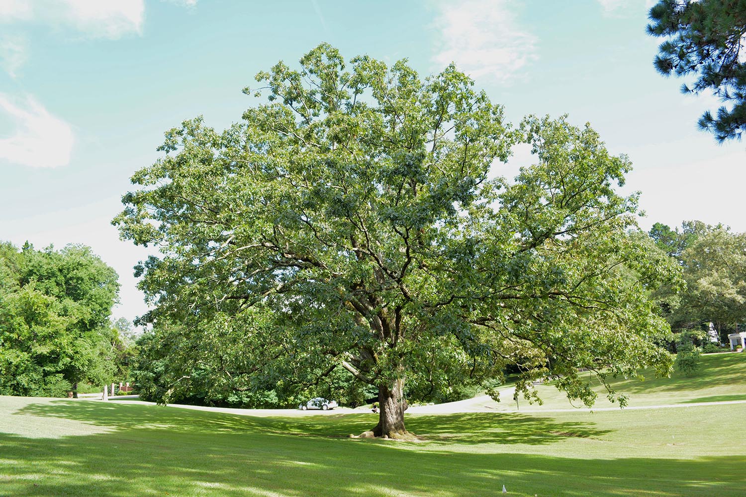 image for Post Oak