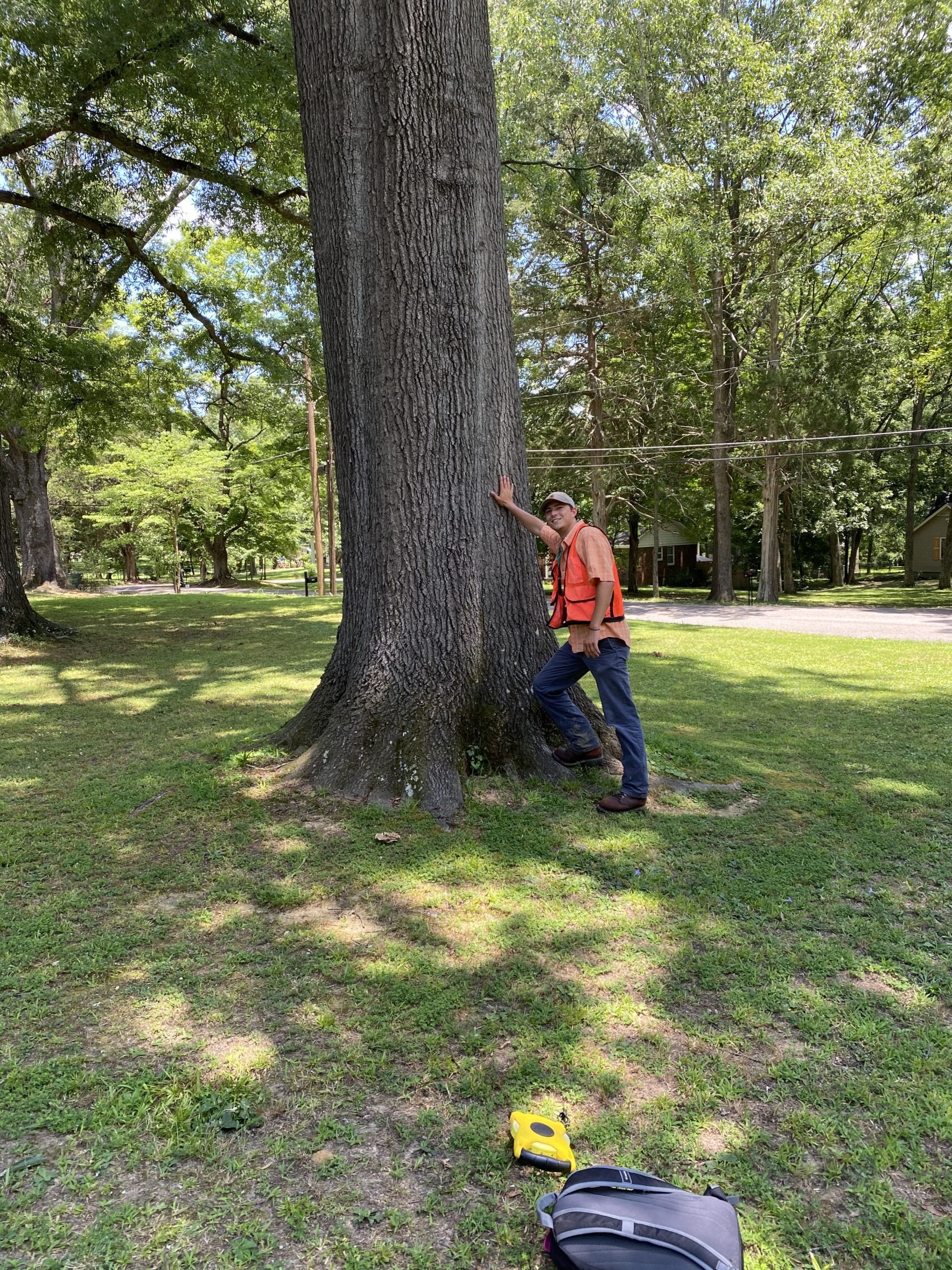 image for Shingle Oak