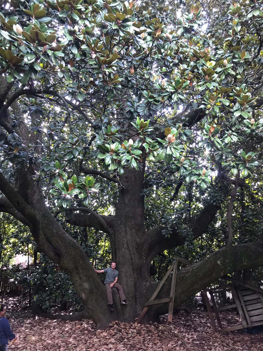 image for Southern Magnolia