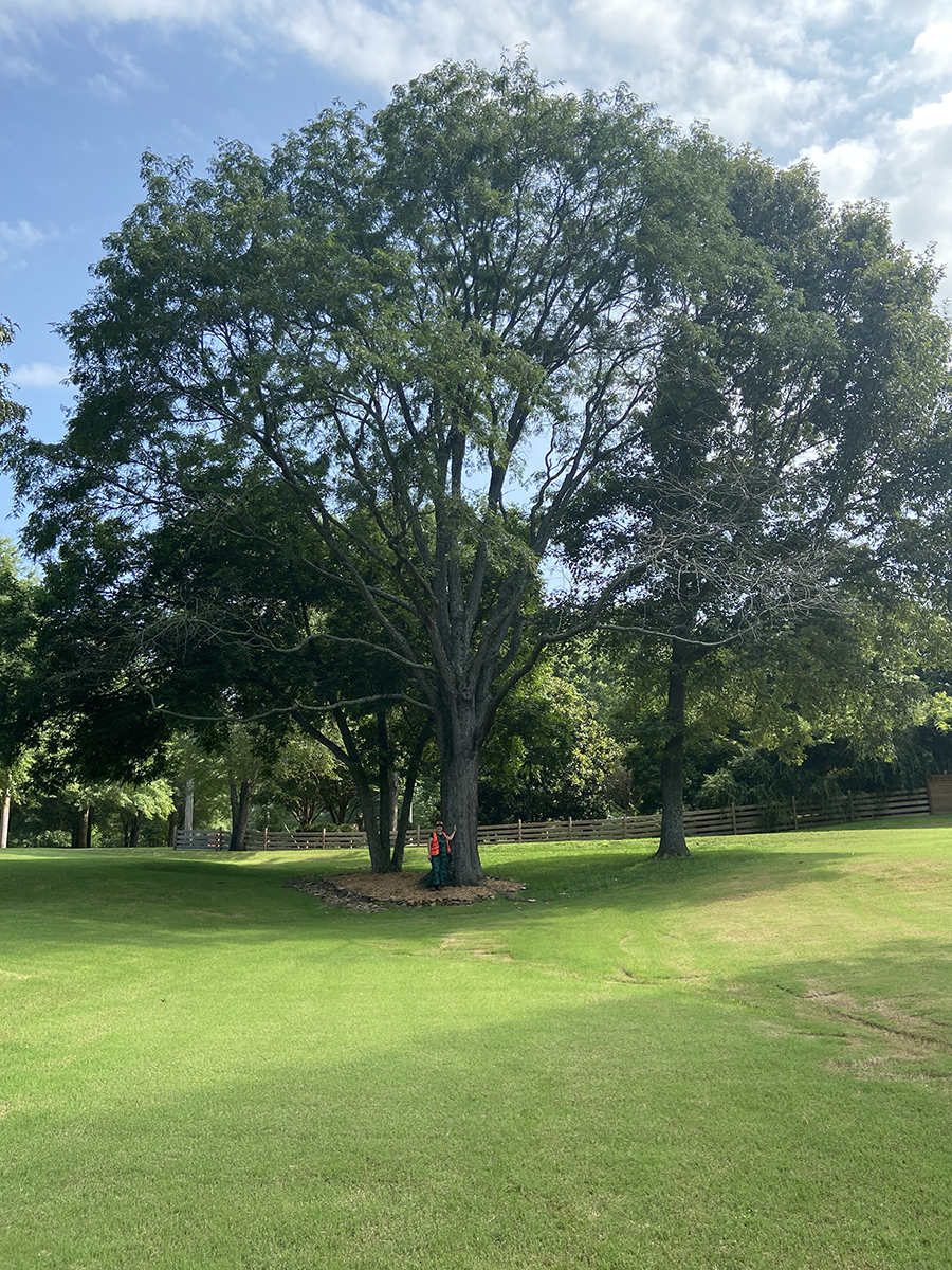 image for Honey Locust