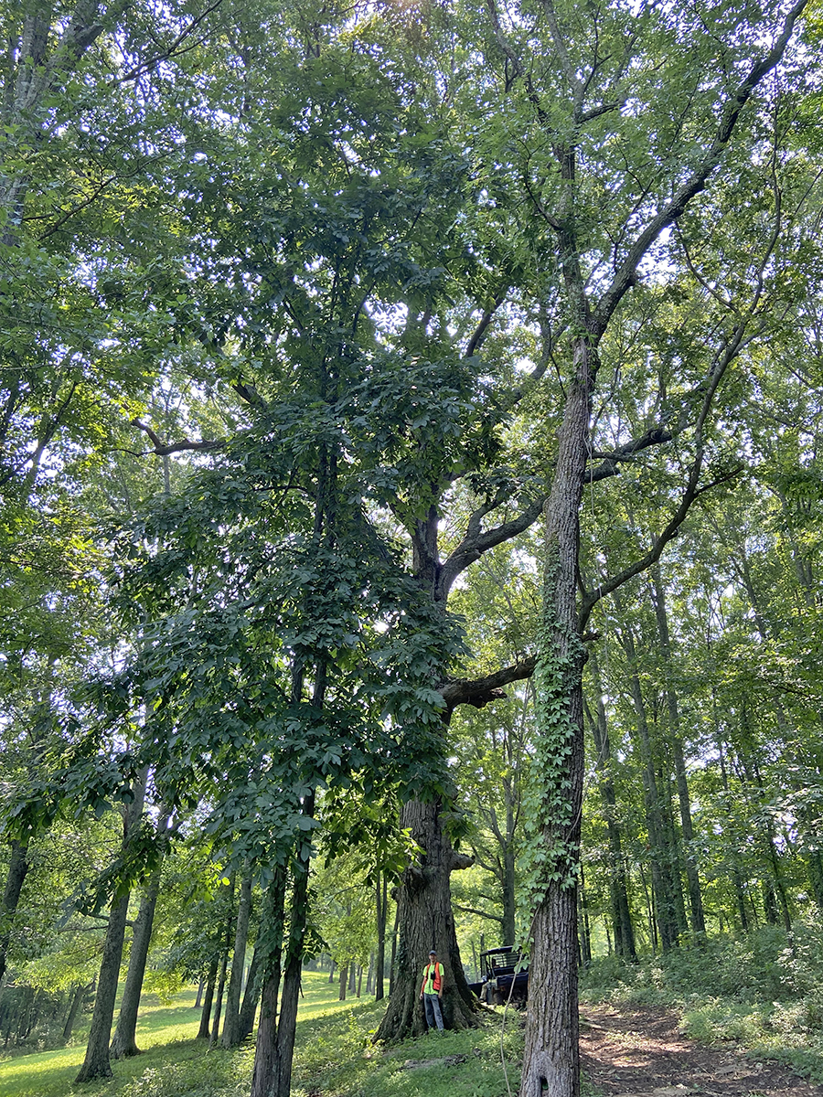 image for Northern Red Oak