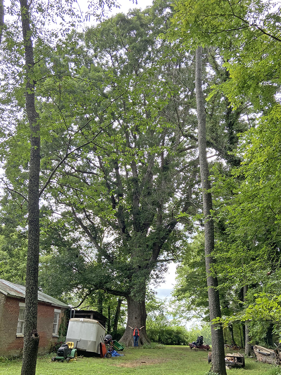 image for White Oak