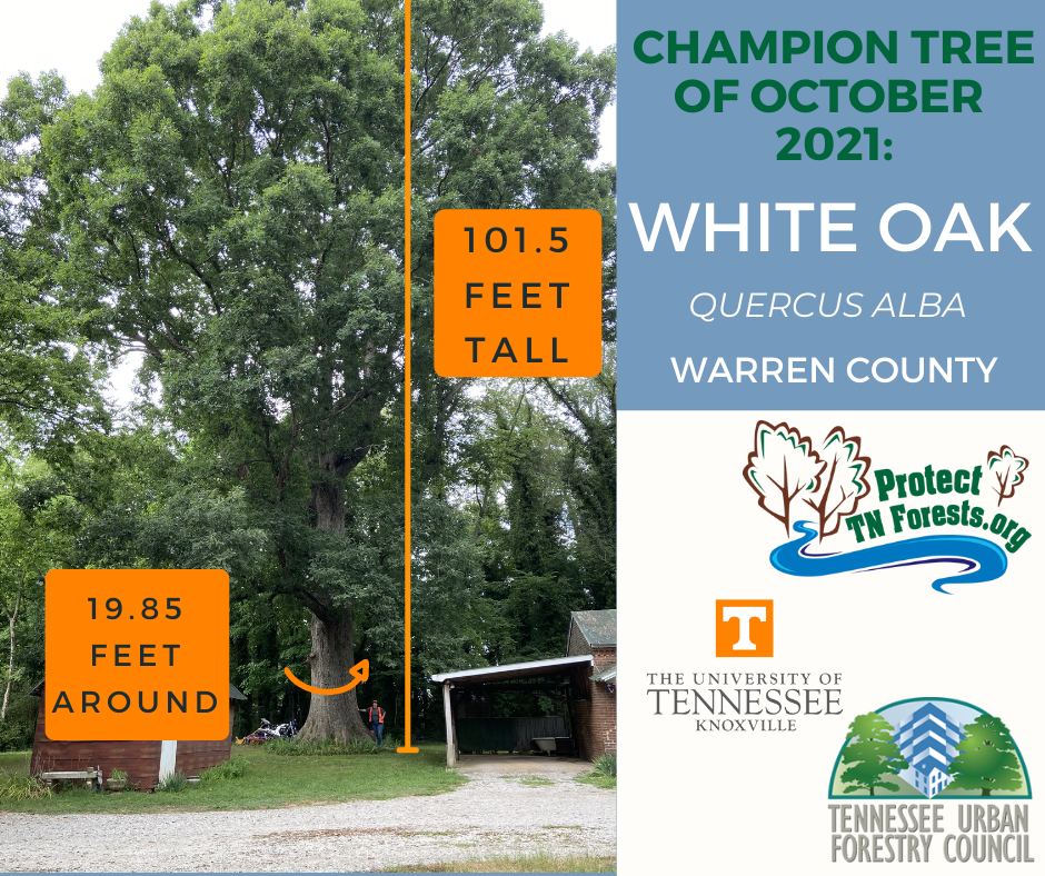 October 2021: White Oak, Warren County, TN, 101.5 feet tall, 19.85 feet around