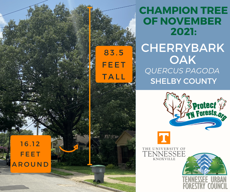 November 2021: Cherrybark Oak, Shelby County, TN, 83.5 feet tall, 16.12 feet around