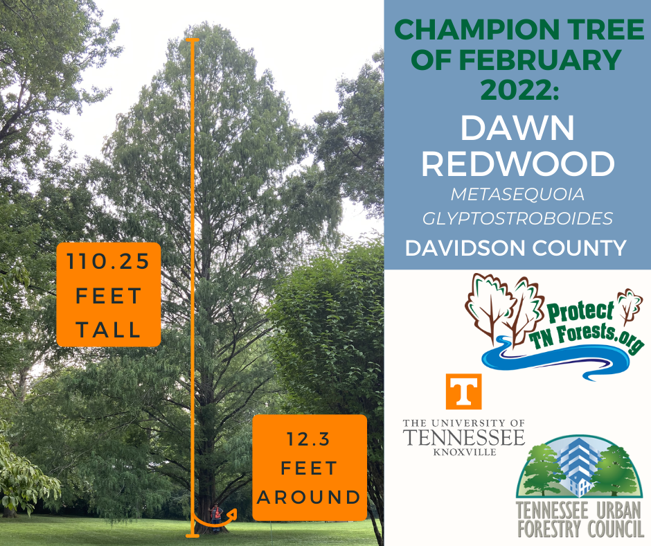Dawn Redwood, Davidson County, TN, 110.25 feet tall, 12.3 feet around
