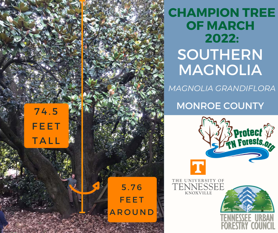 Southern Magnolia, Monroe County, TN, 74.5 feet tall, 5.76 feet around
