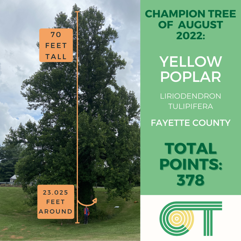 Yellow Poplar, Fayette County, TN, 70 feet tall, 23.025 feet around