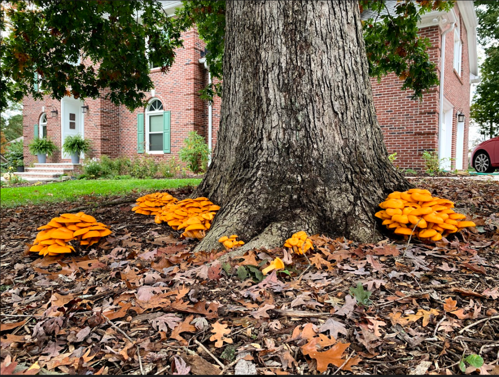 Fall mushrooms sprout from the base of a tree.