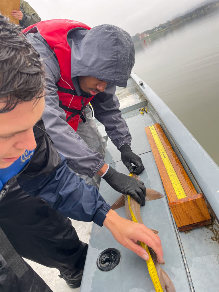 Two students measure fish